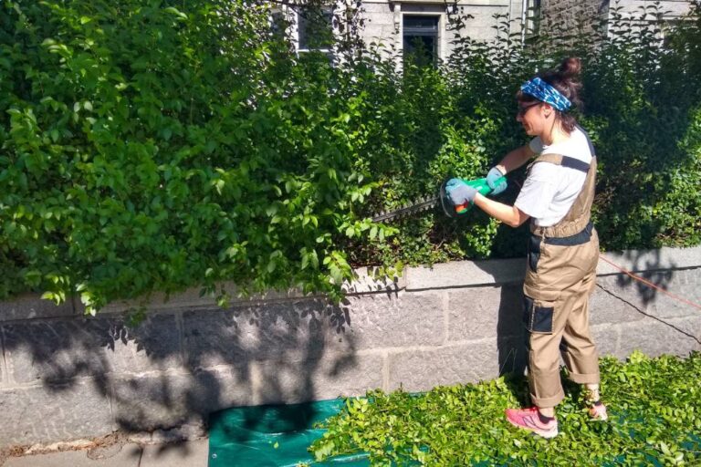 hedge trimming