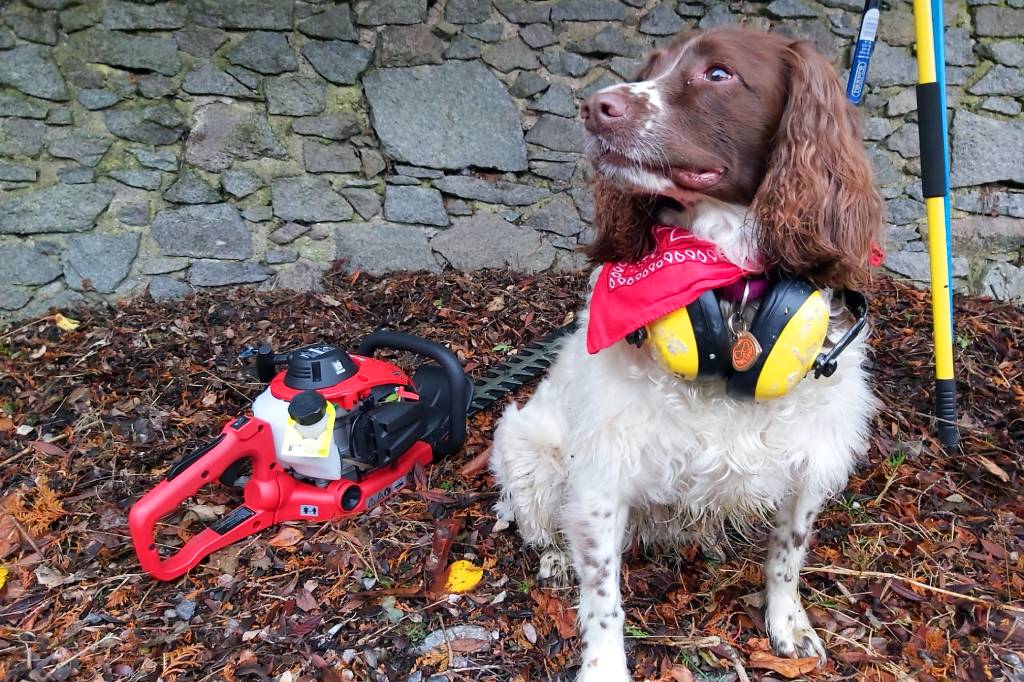 Ruby the dog helping with hedge trimming